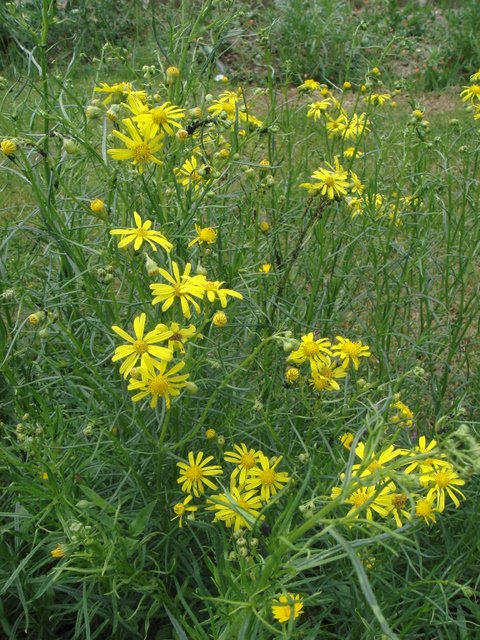 Senecio inaequidens